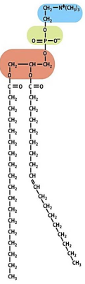 bio11